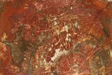 Vibrant Red Petrified Wood (Araucarioxylon) Slab - Arizona #307994-1